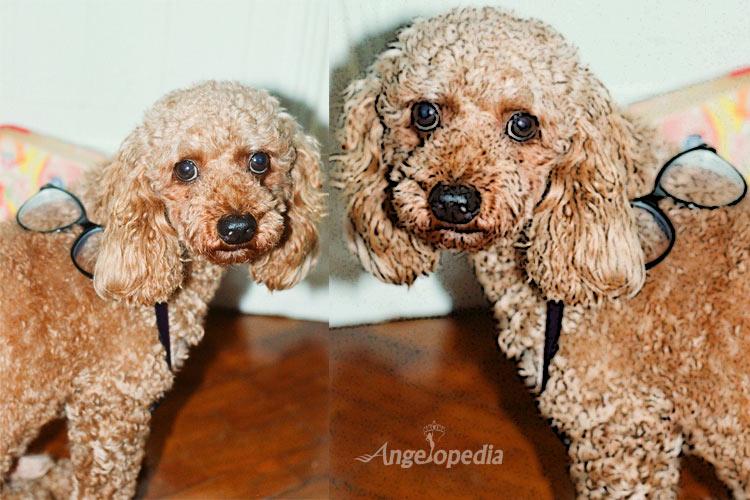 It seems photogenic Yogi wanted to be in all the stills